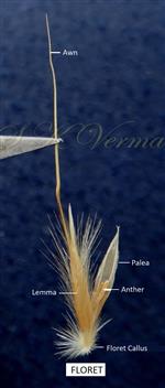  Floret